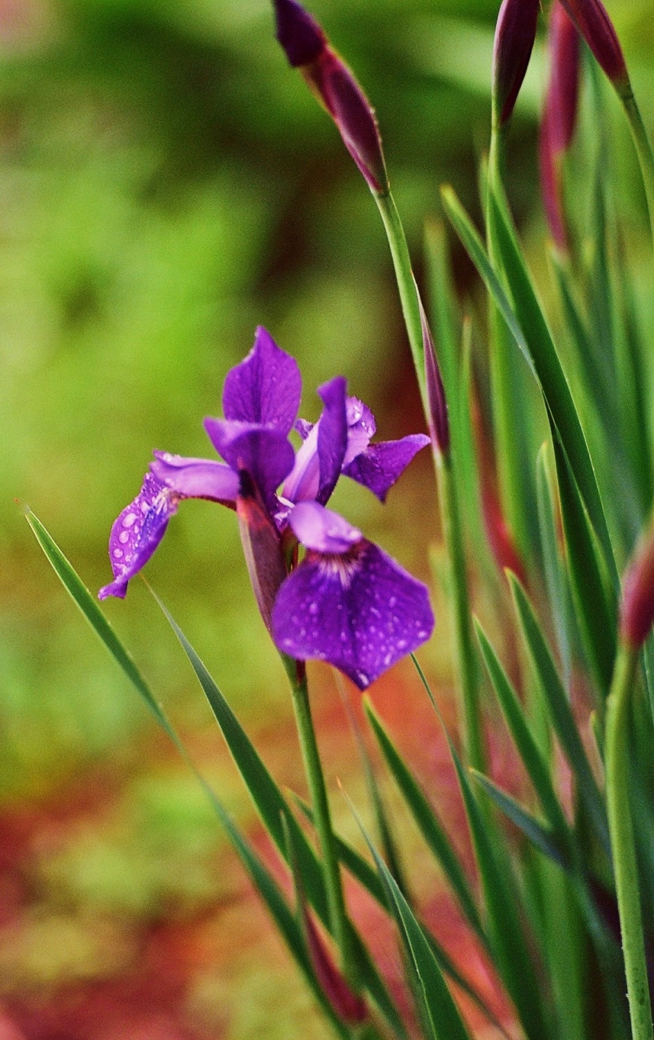 Wild Iris Flower Photography Purple with Lush GreenNature
