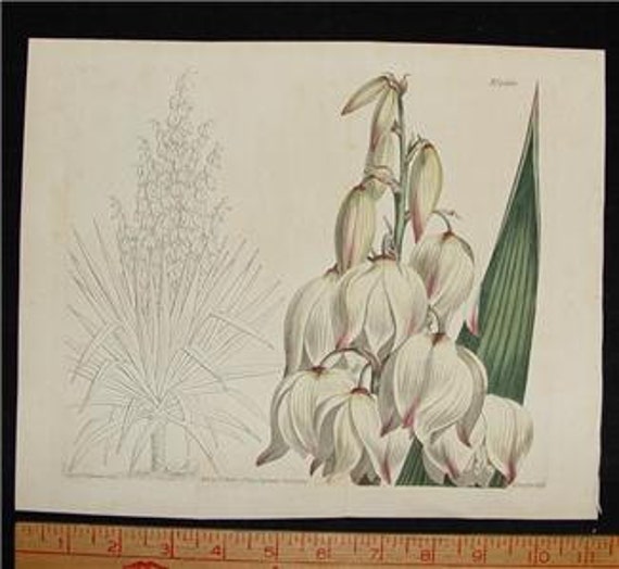Antique 1810 Botanical Print Sydenham Edwards Double Folding Plate 1260