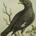 George Edwards Bird Copperplate Engraving Blackbird Chinese Starling Print 1758