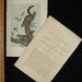 Antique Audubon Stone Lithograph Print 1851 Quadruped Octovo Collis Squirrel