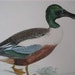 Beverley Morris British Game Birds, Shoveler Duck, 1855