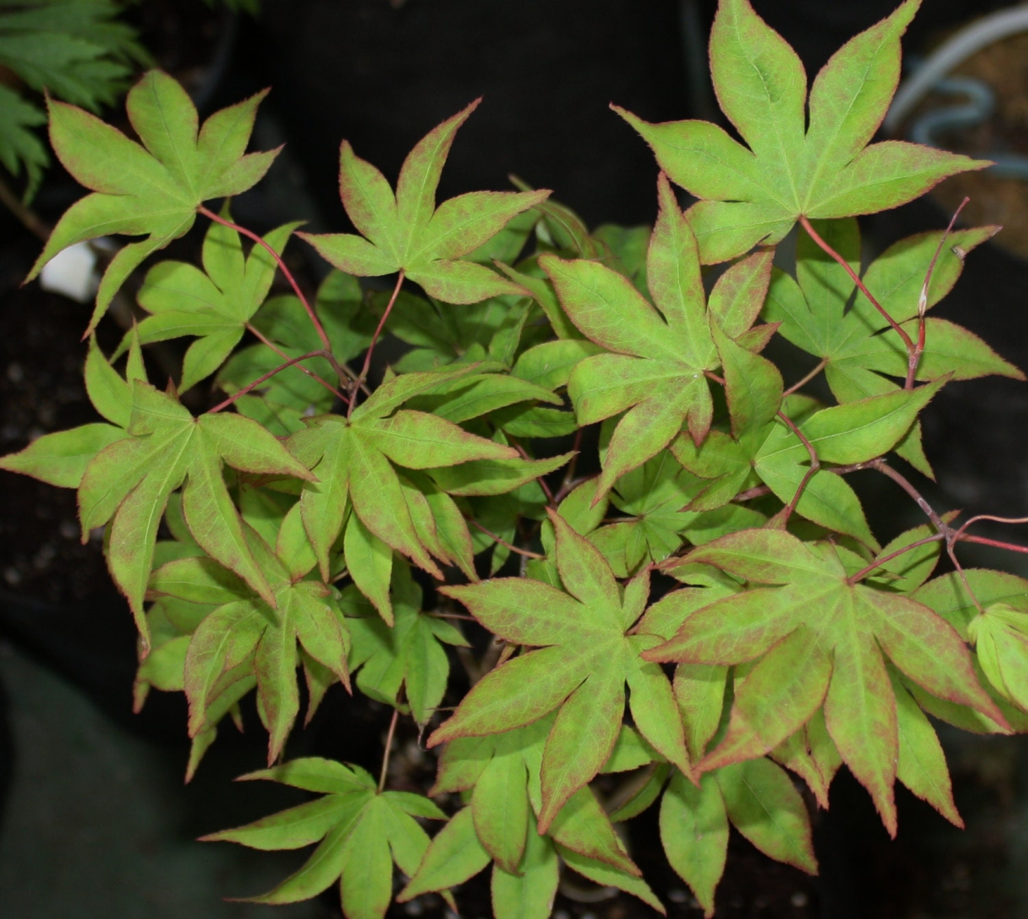 Sale Live KOKYO Japanese Maple Tree Graft Acer by TheMapleTreeLady