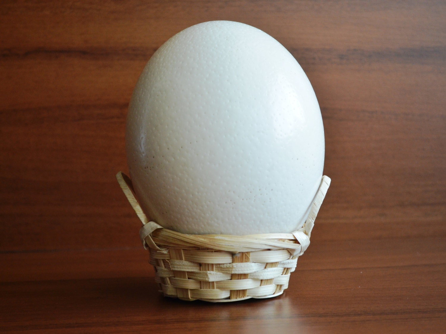 40 SALE Ostrich Emptied Eggs