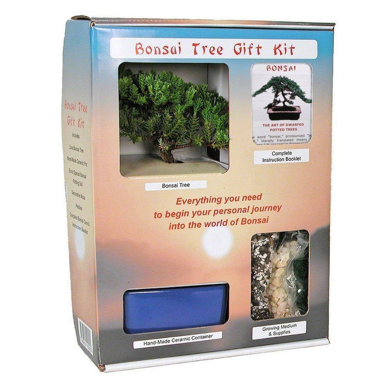Live Japanese Juniper Tree Bonsai Tree Gift Kit by HirtsGardens