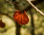 Autumn/Fall Single Red Orange Leaf Fine Art Photography Photo Print