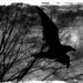 raven4734
