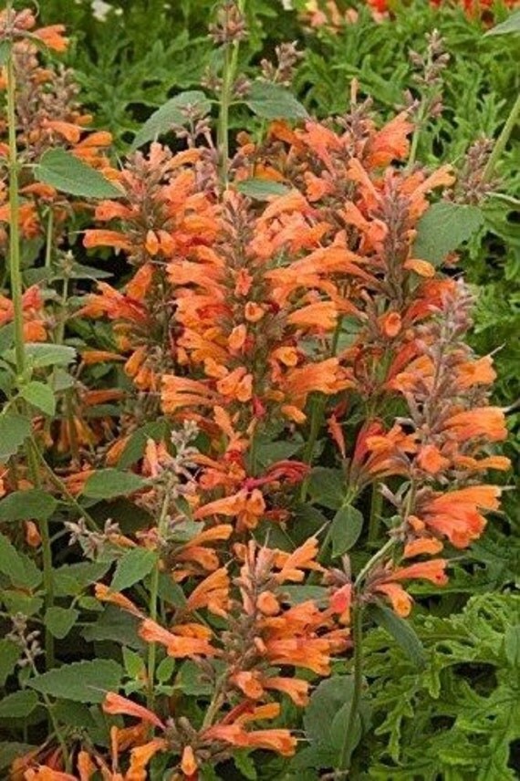 Orange Agastache Hyssop Flower Seeds / Perennial 50