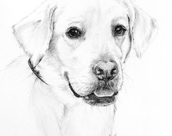 dog drawing sketch dog drawing sketch