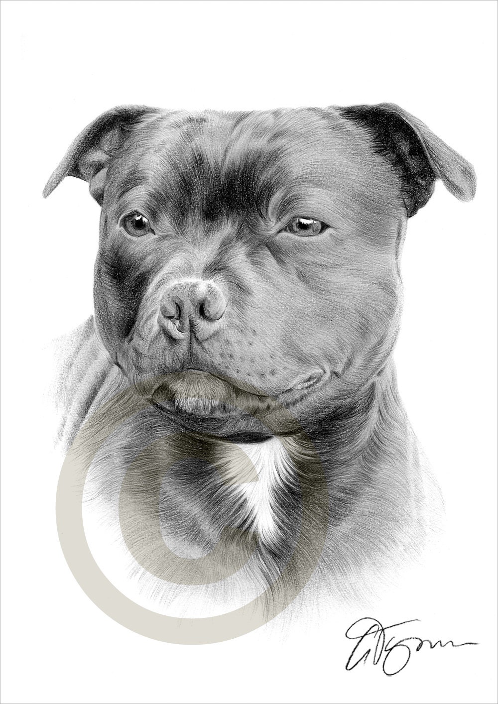 Dog Staffordshire Bull Terrier pencil drawing print A4 size