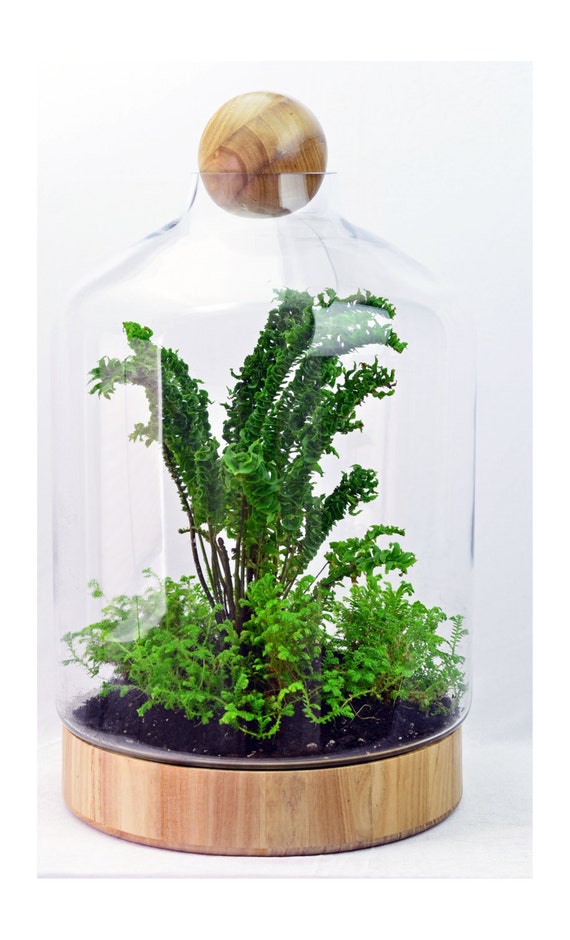Items similar to Fern/Moss Terrarium DIY Terrarium kit Wooden Base