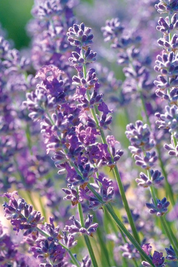 Single Bar of  LAVENDER Handmade Natural Soap  - calming uplifting aromatherapy - lather