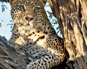 Leopard, Animal Photography, Leopard Print Wall Art, Wildlife Photography, Safari Photo, Nature Art, Leopard Wall Decor, Africa Wildlife