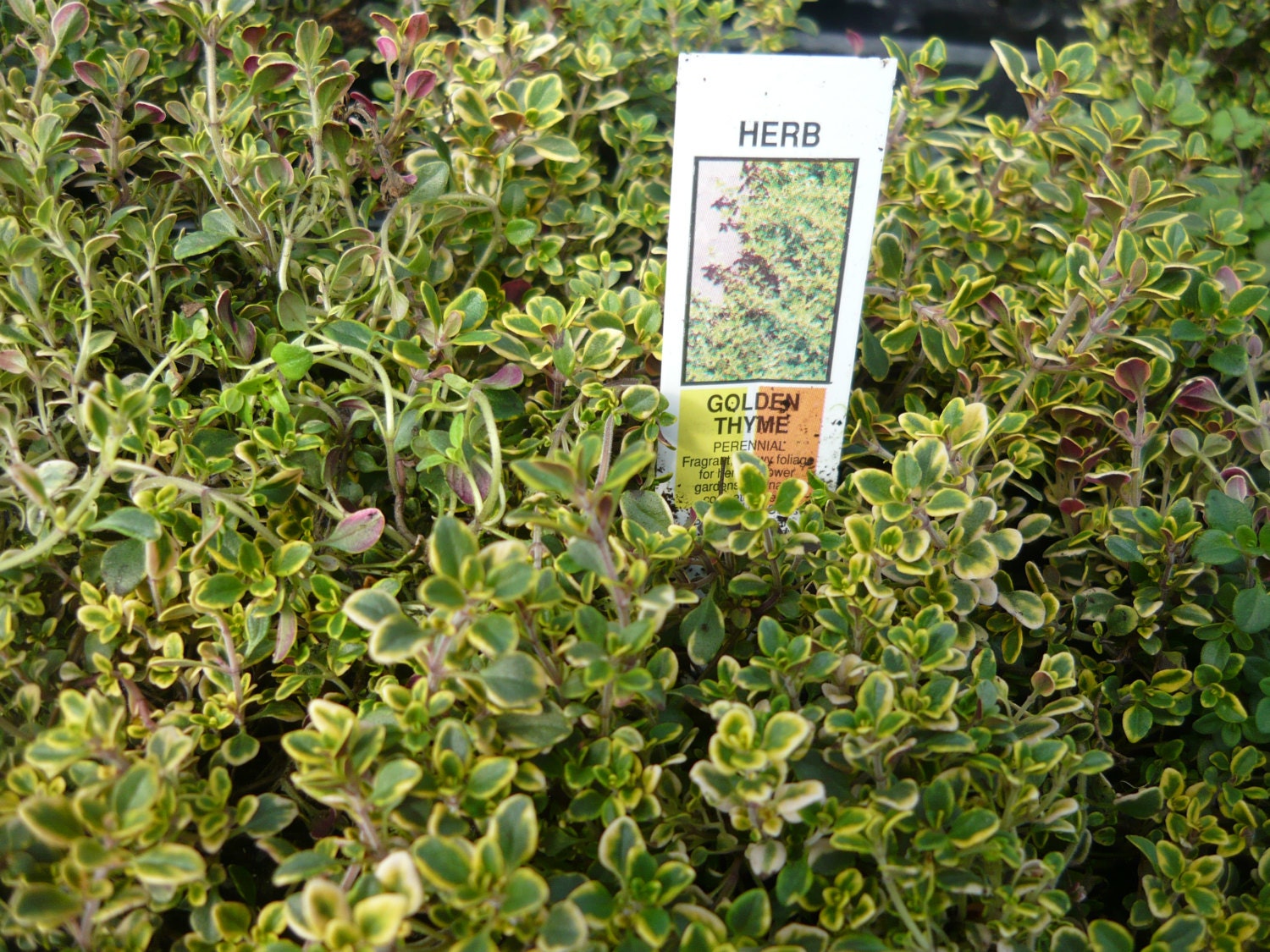 Golden lemon thyme plant