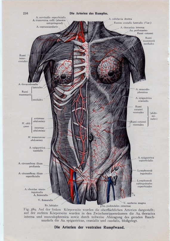 Nude anatomy pictures Nude Photos Nude anatomy pictures Nude Photos