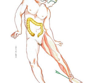 Planche anatomique tendon achille