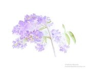 Lilacs Watercolor Painting, Lilacs Print, Lilacs Painting, Botanical Art, Floral Watercolour, Spring Garden Lavender Mauve Purple Flowers Lilacs Watercolor Painting, Lilacs Print, Lilacs Painting, Botanical Art, Floral Watercolour, Spring Garden Lavender Mauve Purple Flowers