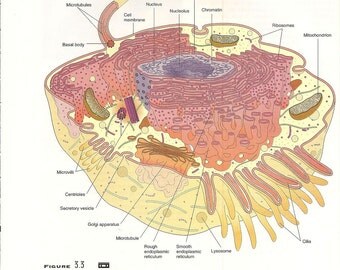 Popular items for organelles on Etsy