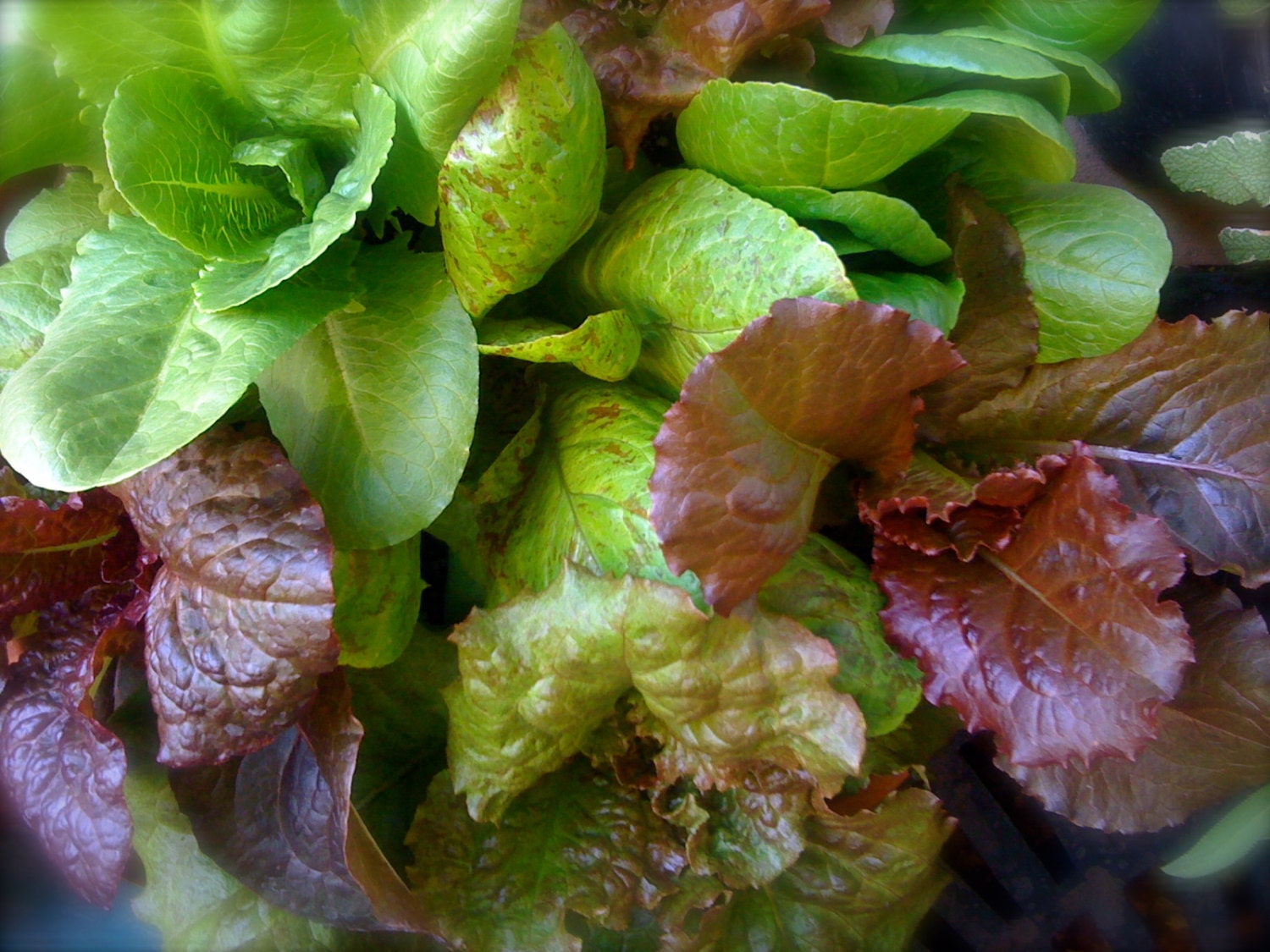 SALE Organic Heirloom AllStars Lettuce Exclusive Custom Mix