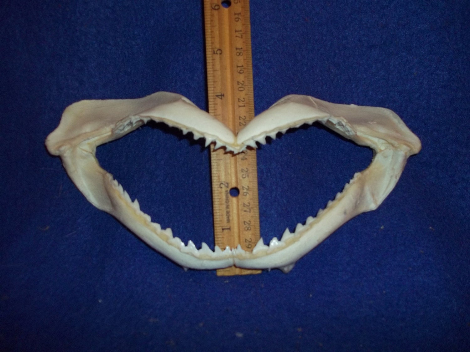 1 Real animal bone shark jaw Skull part ocean life aquatic