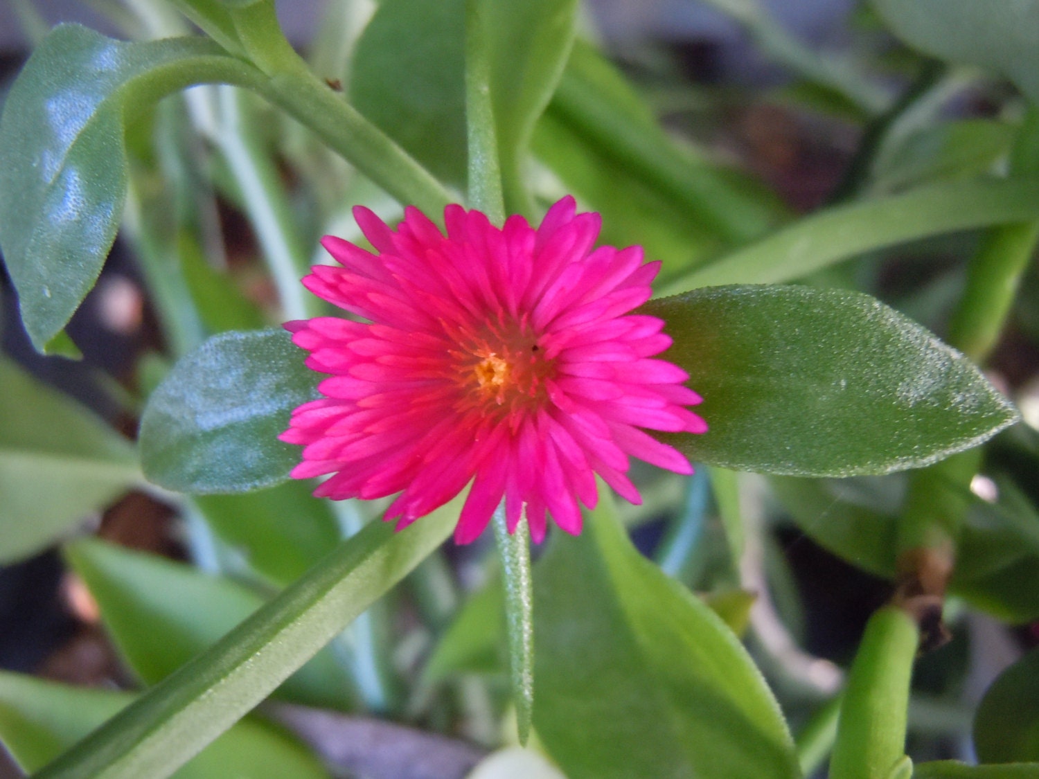 Baby Sun Rose Or Ice Plant 6 Cuttings Succulent Ground Cover