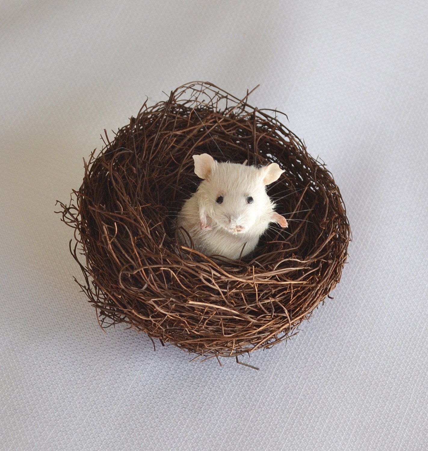 Taxidermy mouse in bird's nest.