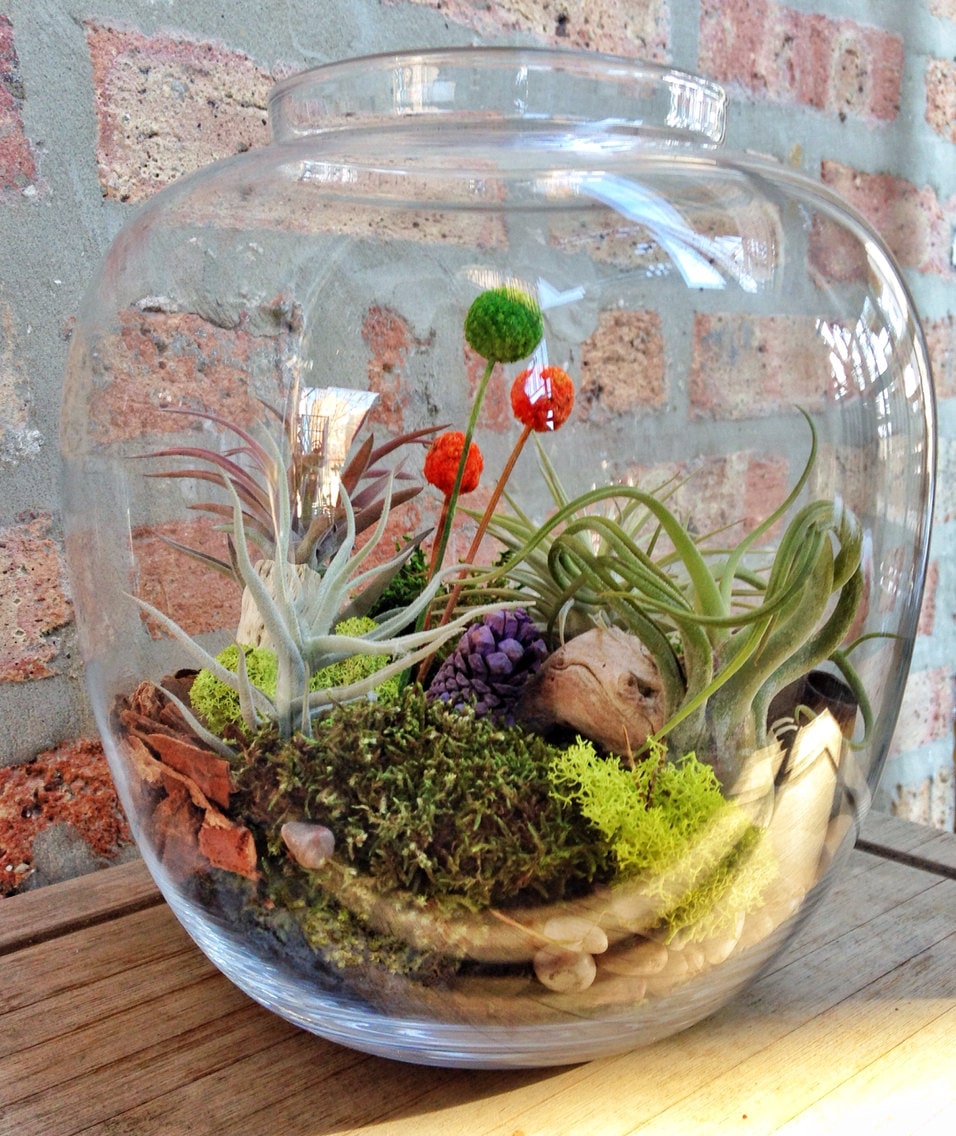 Medium Easy Care Low Maintenance Air Plant Terrarium A