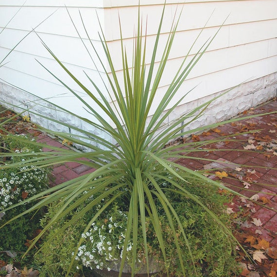 cordyline spike plant