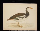 Antique Bird Print 1855 Beverly Morris British Game Birds Spur Winged Goose