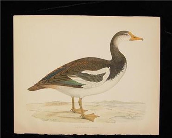 Antique Bird Print 1855 Beverly Morris British Game Birds Spur Winged Goose