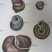 Large Antique Shell Print Lamarck Histoire Naturelle Amark Coquille Engraving Terrestres