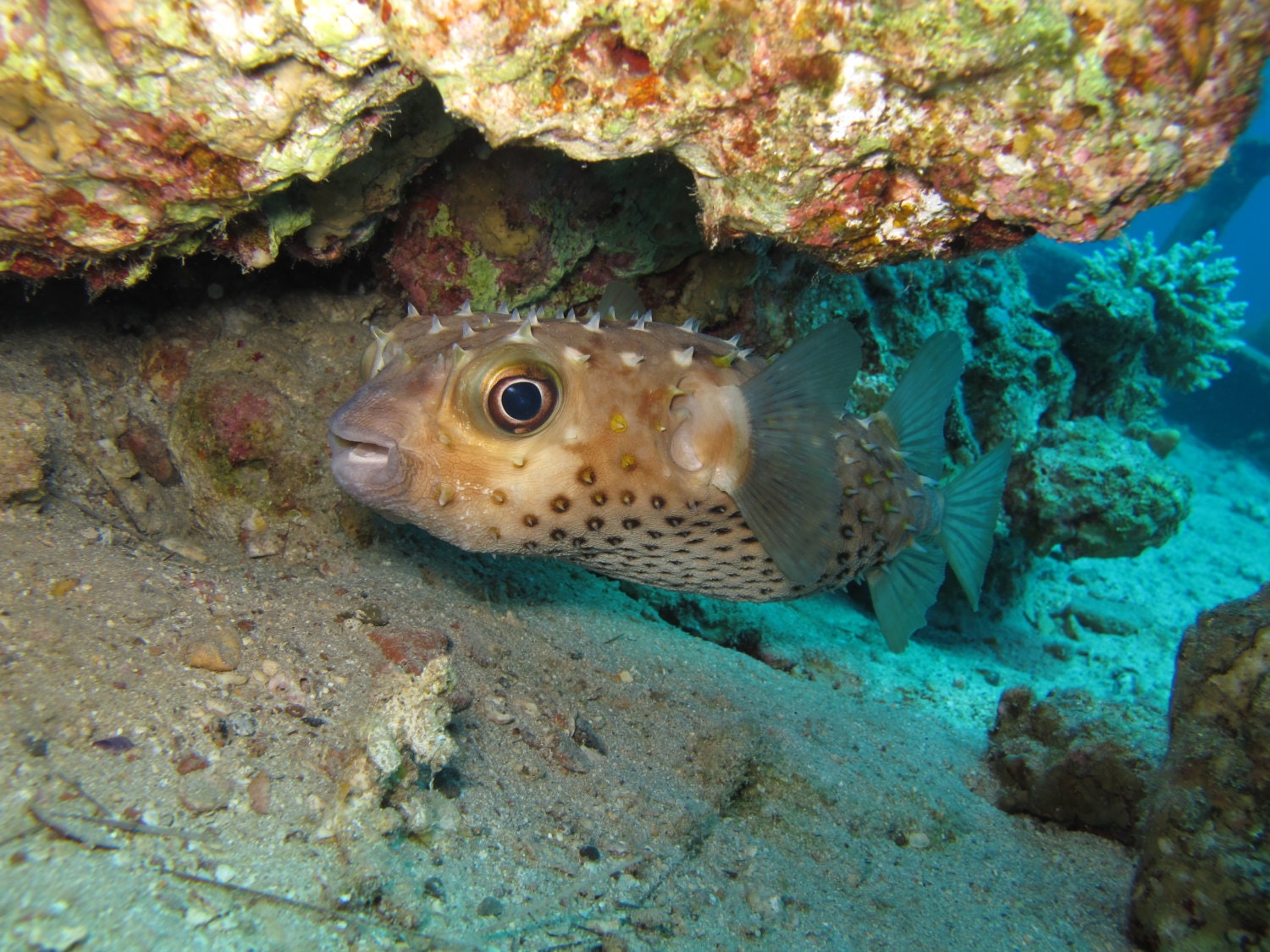 Download digital photo A Puffer Fish in the coral reefs of