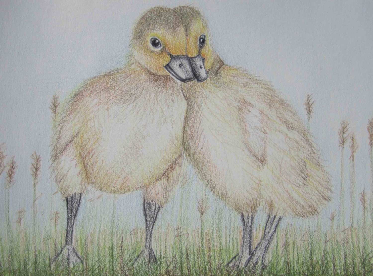 Pencil Art Work Baby Duck Love Original DrawingPrint