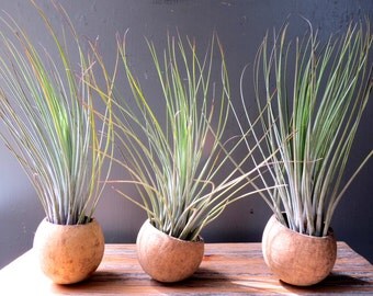 25 Juncea Air Plants in Natural Seed Pod Containers - Fast FREE Shipping - 30 Day Guarantee - Wholesale Air Plants - Bulk Air Plants