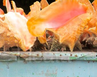 Matted Photograph of Conch Shells on a Rustic Bench