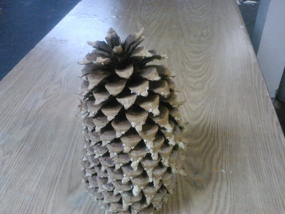 California Largest Pine Cone 12 COULTER aka