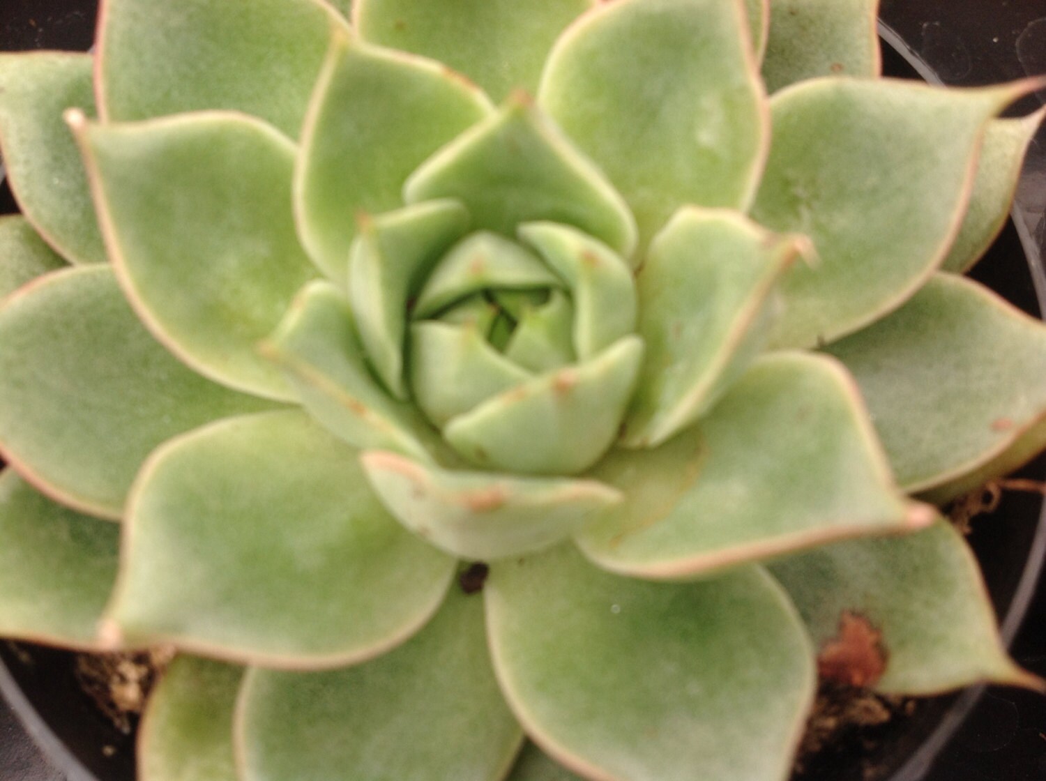 Echeveria parva native to Mexico forms green rosettes with