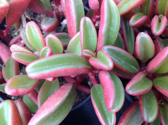 Succulent plant Peperomia Graveolens. Green and maroon colors