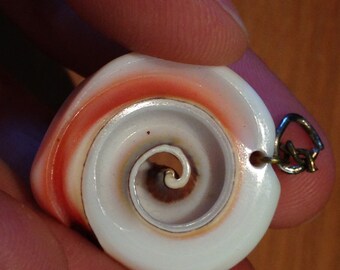 Popular items for heart shaped shell on Etsy