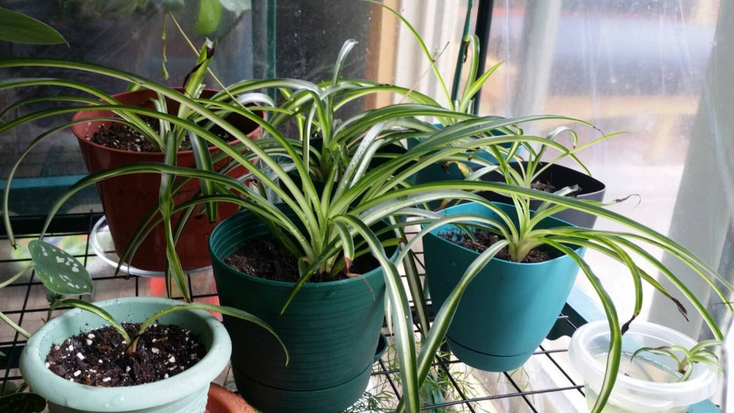 BUY 2 GET 1 FREE Spider Plant Babies by ArborsAcres on Etsy