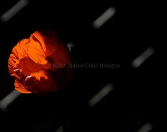 Red Poppy, Wall Art, Flowers, Poppies, Red, Oriental Poppy,