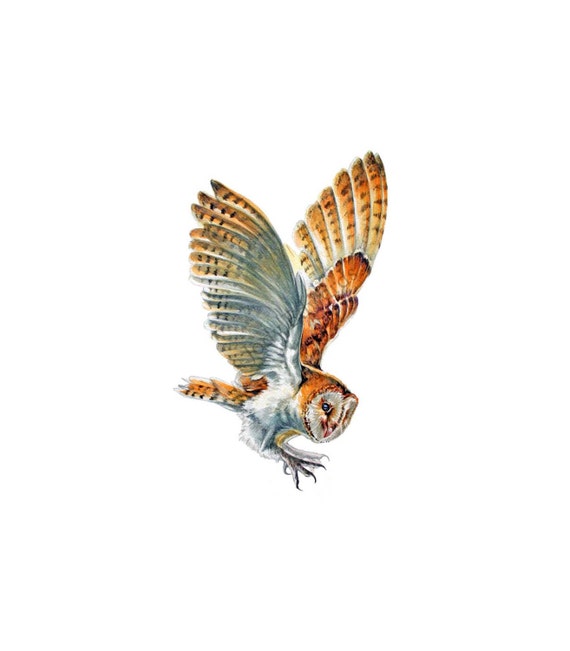 Barn Owl in Flight Archival quality print by jodyvanB on Etsy