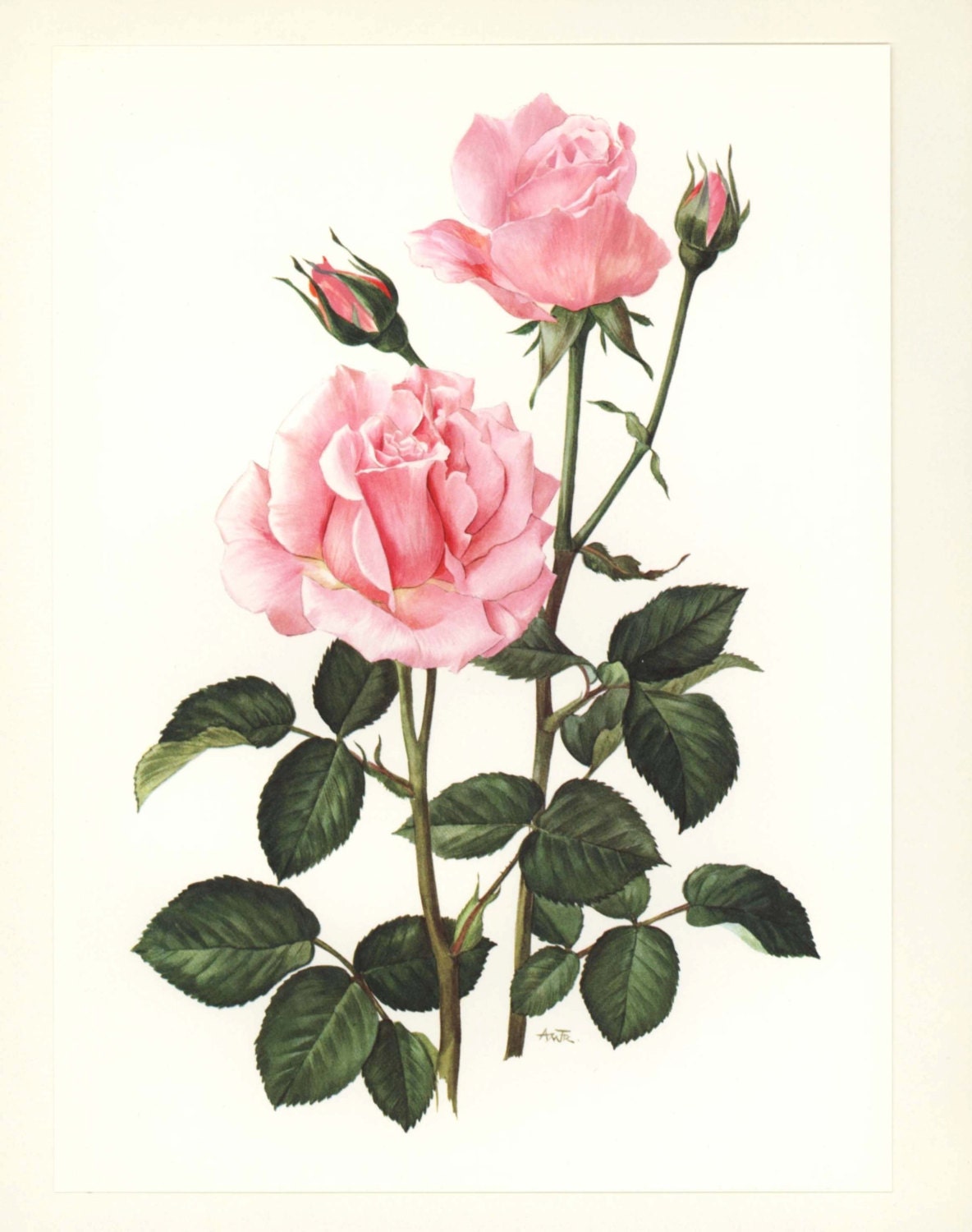 Shabby Chic Room Decor Rose Art Print by ParagonVintagePrints
