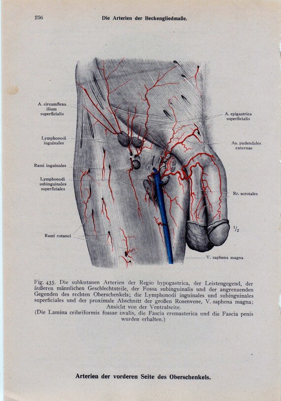 Items similar to MATURE Medical Page Anatomical Diagram Male Penis Testicles vtg Great for ...