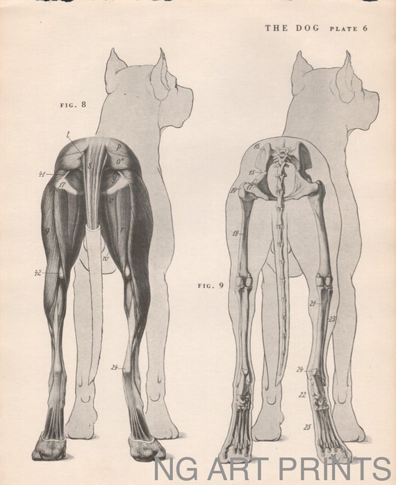 Antique Dog Print Large Vintage Animal Print Animal Anatomy
