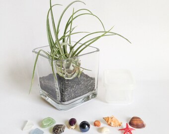 Utriculata Infinity Terrarium Kit