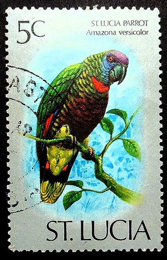 St. Lucia Parrot Amazona versicolor Handmade Framed Postage