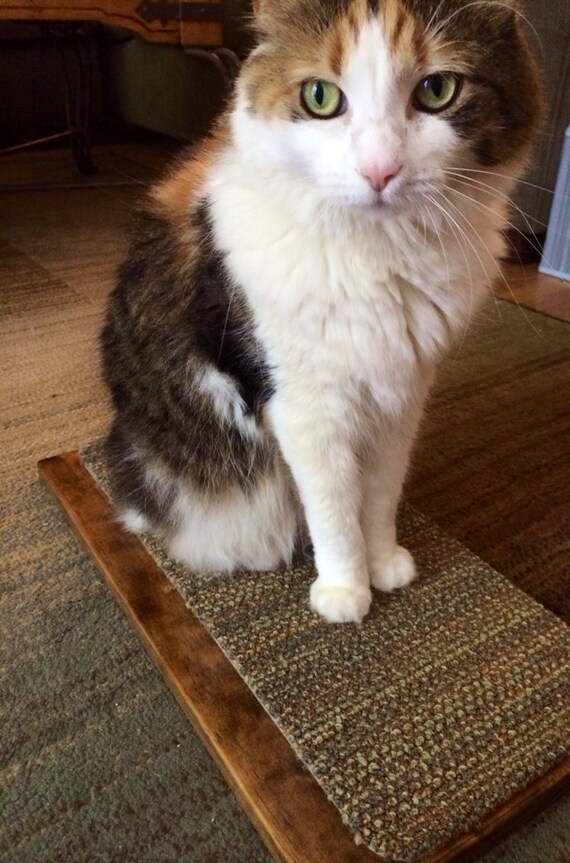 XLarge Pine Floating Cat Perch Dark Walnut