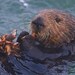 kayotter