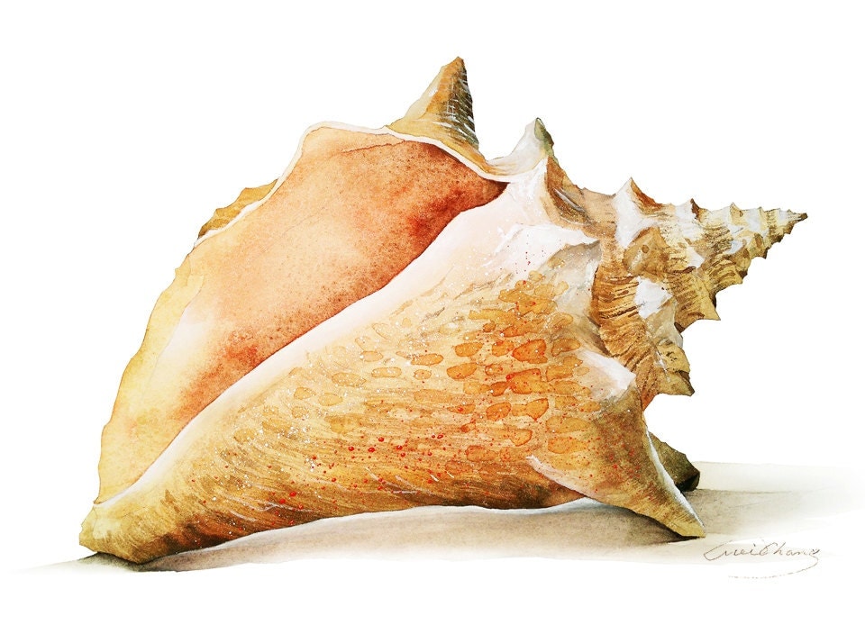 Watercolor Painting Seashell B Painting Watercolor