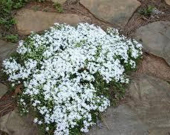 15 White Creeping Baby's Breath Seeds-1168B